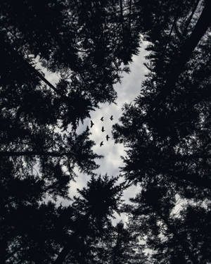 Unrecognizable Silhouettes Of Trees Under A Night Sky Wallpaper