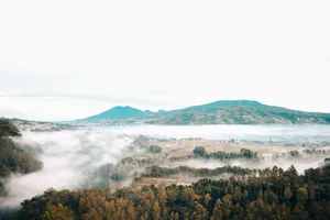 Unveiling The Mystical Bandung Foggy Forest Wallpaper