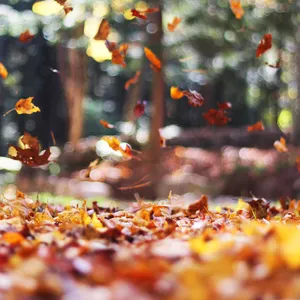 Unwind And Enjoy The Foliage With Your Fall Ipad Wallpaper