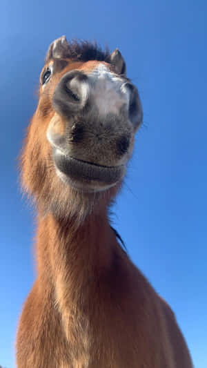 Up Close Smiling Horse.jpg Wallpaper