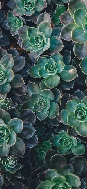 Upgrade Your Tech Game With The Plant Phone Wallpaper