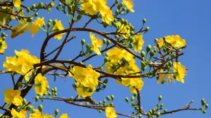 Uplifting Yellow Aesthetic Flower Desktop Wallpaper Wallpaper
