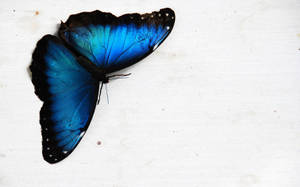 Upside Down Blue Butterfly Aesthetic Wallpaper