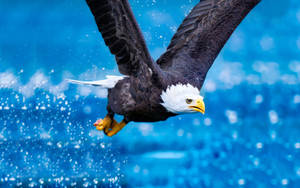 Us Eagle And Water Splash Wallpaper