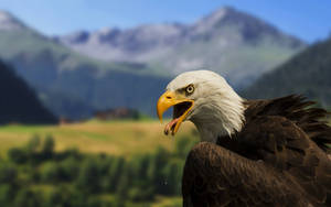 Us Eagle In Nature Wallpaper