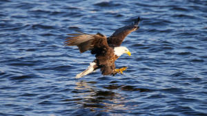 Us Eagle On Blue Water Wallpaper