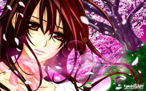 Vampire Knight In Sakura Wallpaper