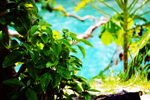 Vanuatu Blue Lagoon Wallpaper