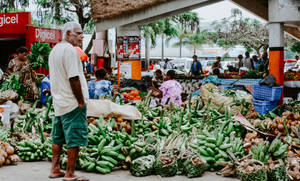 Vanuatu Fresh Bananas Wallpaper