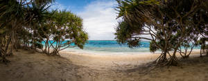 Vanuatu Mangrove Tides Wallpaper