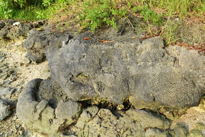 Vanuatu Shore Rocks Wallpaper