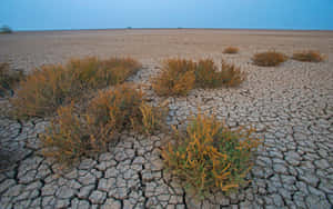 Vast Dried Mud Plain Shrubs Wallpaper