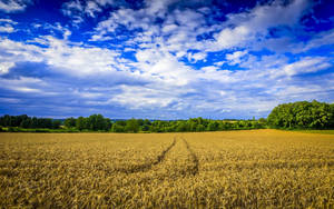 Vast Field Morning Glory Wallpaper