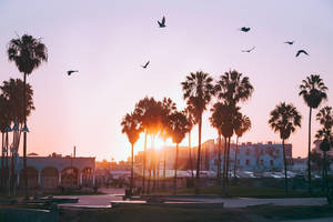 Venice Beach Pink Sky Birds Wallpaper