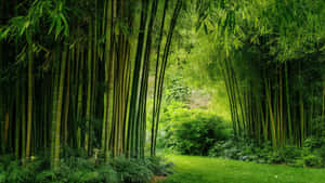 Verdant_ Bamboo_ Forest_ Path_ H D Wallpaper
