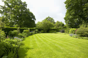 Verdant Lawn Bush And Hedges Wallpaper