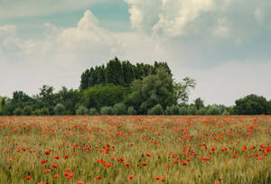 Verdant Orange Meadow Wallpaper