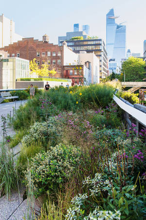 Verdant Tranquility On The High Line Wallpaper