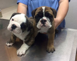 Veterinarian Holding Bulldog Puppies Wallpaper