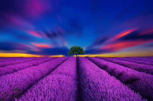 Vibrant And Colorful Lavender Field Wallpaper