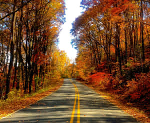 Vibrant Autumn Road Wallpaper