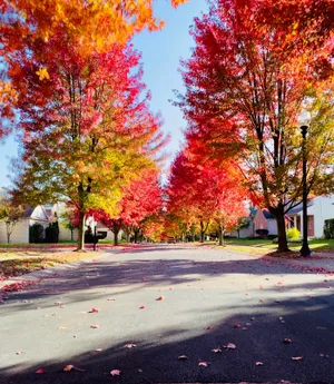 Vibrant Autumn Suburban Street Wallpaper