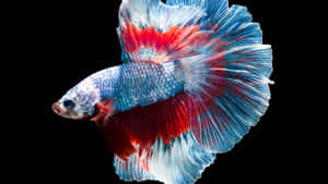 Vibrant Betta Fish Swimming Wallpaper