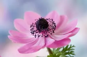 Vibrant Bloom Of Anemone Flower Wallpaper