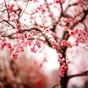 Vibrant Blossoms Spring Aesthetic Wallpaper