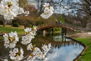 Vibrant Botanical Garden In St. Louis Wallpaper