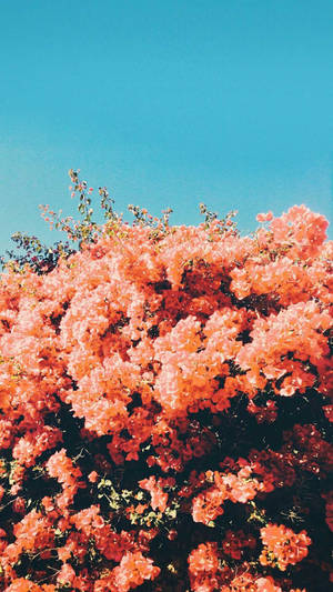 Vibrant Bougainvillea Spring Aesthetic Wallpaper