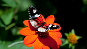 Vibrant Butterflyon Orange Flower Wallpaper