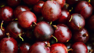 Vibrant Dark Red Ripe Cranberries Wallpaper