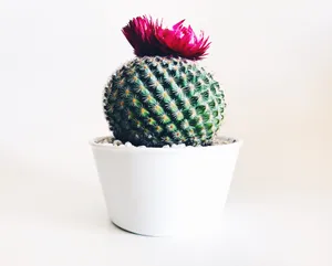 Vibrant Desert Sunrise Over Cactus Wallpaper