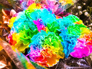 Vibrant Dyed Carnation Flowers Wallpaper