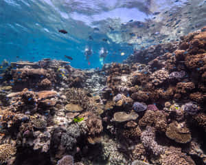 Vibrant_ Great_ Barrier_ Reef_ Underwater_ Scene Wallpaper