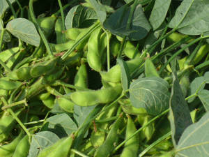 Vibrant Green Edamame Beans Thriving On The Plant Wallpaper