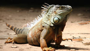 Vibrant Green Iguana Basking On Soil Wallpaper