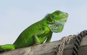 Vibrant Green Iguanaon Wooden Beam Wallpaper