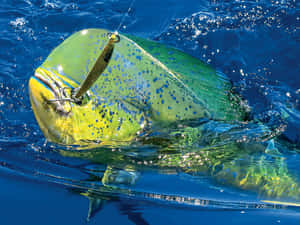 Vibrant Mahi Mahi Caughton Lure Wallpaper