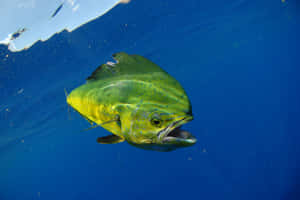 Vibrant Mahi Mahi Underwater Wallpaper