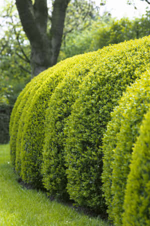 Vibrant Manicured Broad Leaf Evergreen Bush Hedge Wallpaper