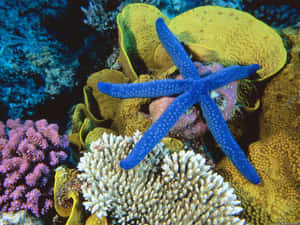 Vibrant Marine Life Great Barrier Reef Wallpaper
