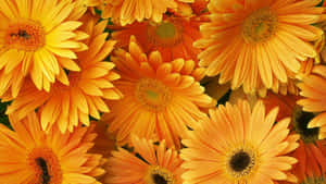 Vibrant Orange Gerbera Flower In Full Bloom Wallpaper