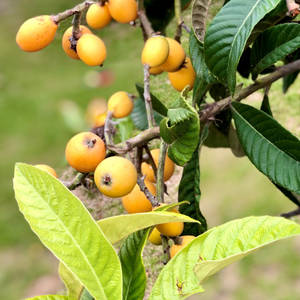 Vibrant Orange Loquat Fruits On Tree Wallpaper