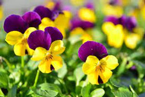 Vibrant Pansy Flowers In Full Bloom Wallpaper
