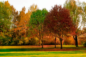 Vibrant Park Field Wallpaper