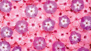 Vibrant Pink Flower In Full Bloom Wallpaper