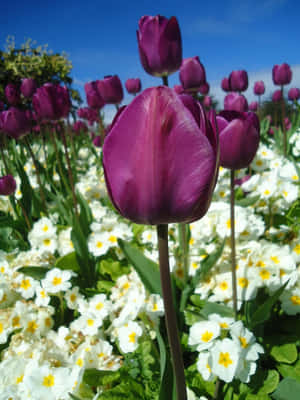 Vibrant Purple Tulips Under Blue Sky Wallpaper