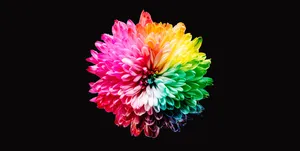 Vibrant Rainbow Anemone Dahlia Wallpaper